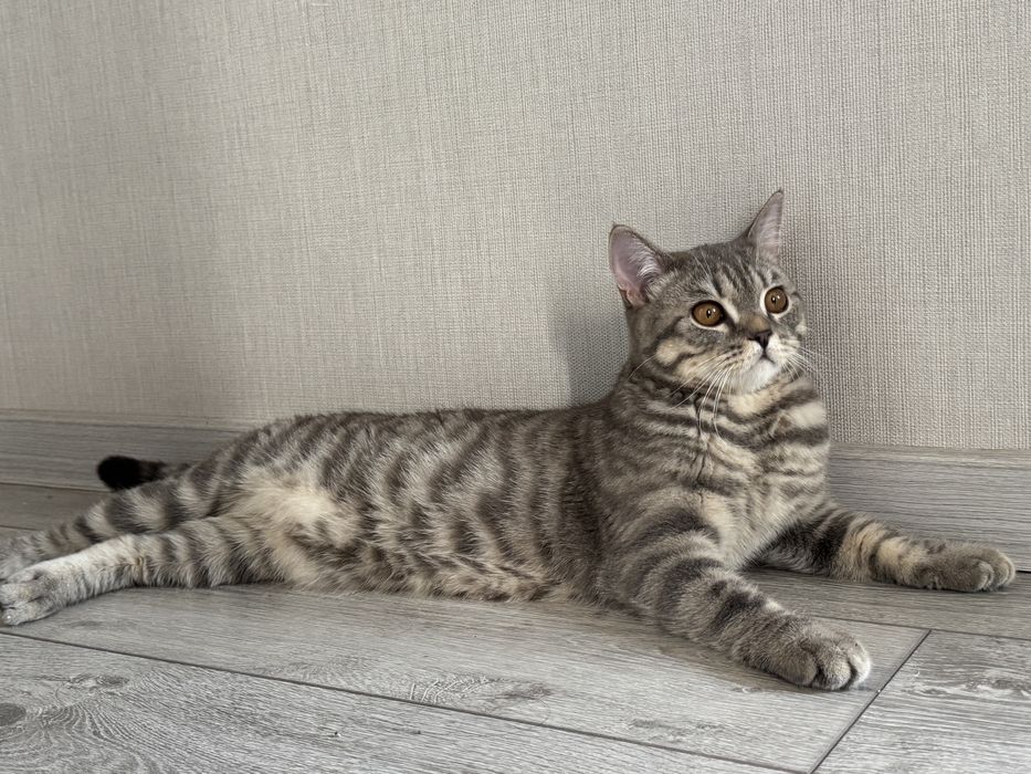 Отдам котенка подростка