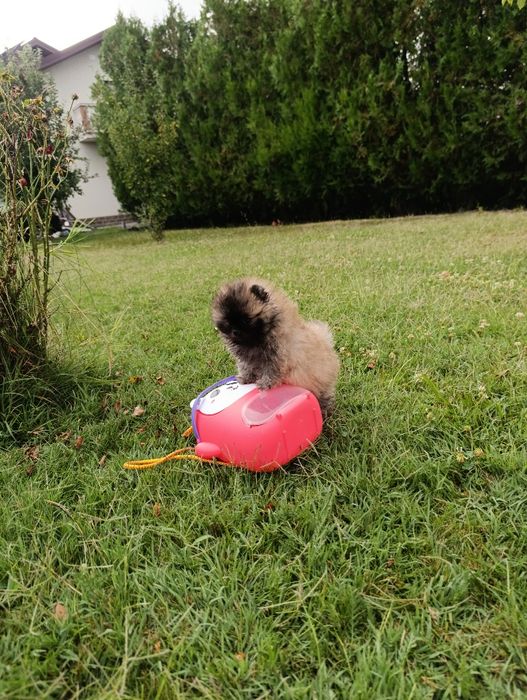 Pomeranian mascul mini toy pedigree