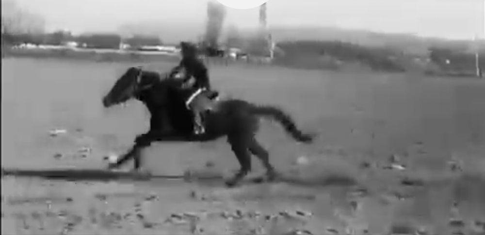 Аигыр 7. Жасар. Сатам