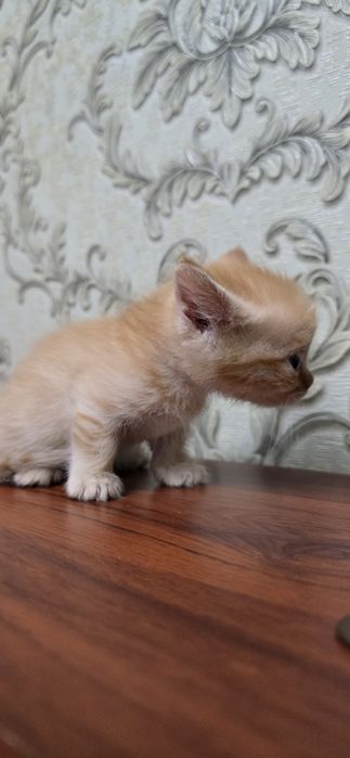 Котенок порода манчкин