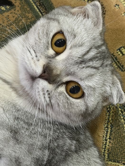 Вязка нужен котик скотиш фолд