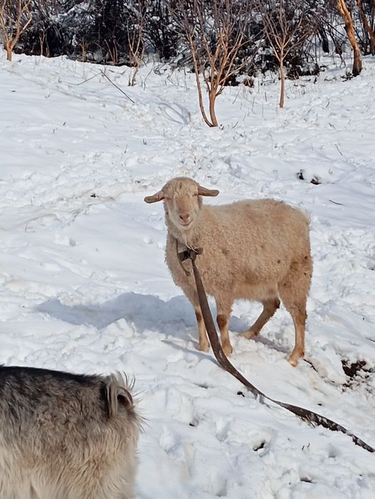 Козы породистые ,молочные.