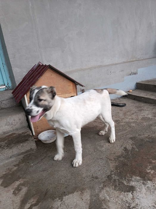 Turkman zotli olaboy