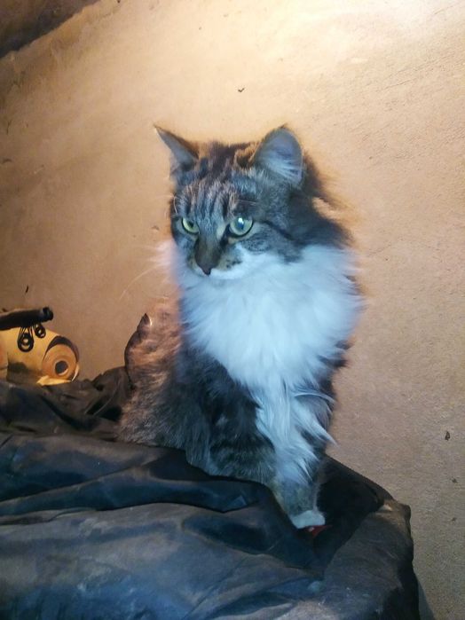 Отдам бесплатно 2 Кошек