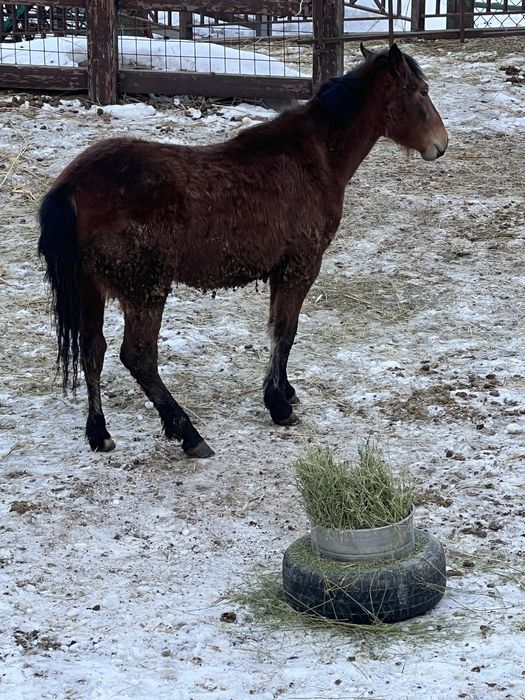 Семіз полутяж байтал