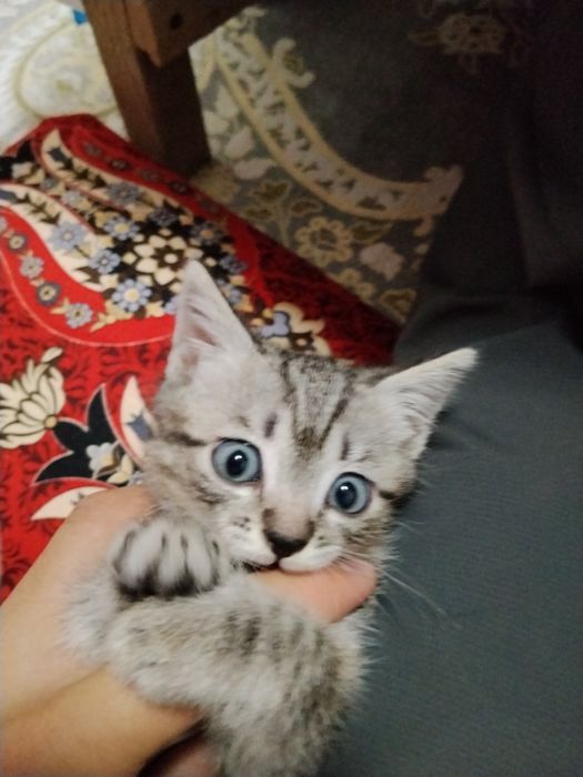 Кошка  бесплатно