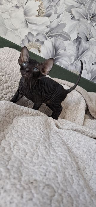 Канадский сфинкс котята