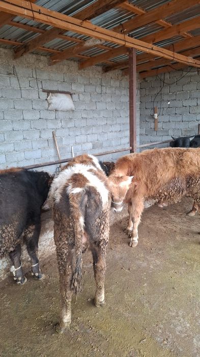 Жеті бас өгізшелер сатылады бір жерден