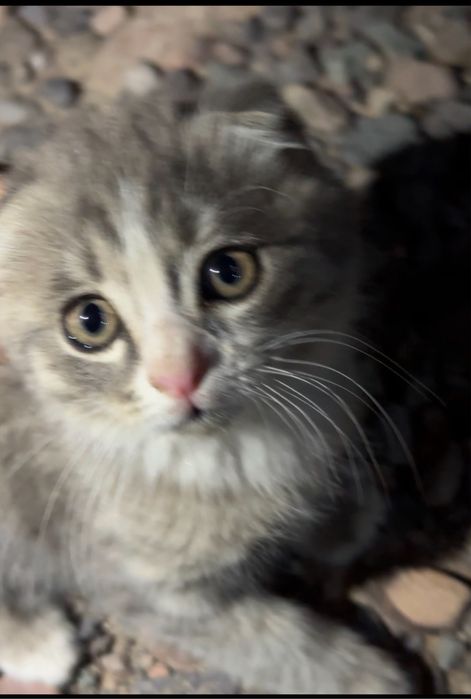 Котёноккк,кошкаа