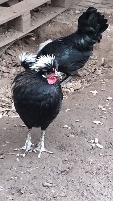 Cocoș  Moțată Olandeză