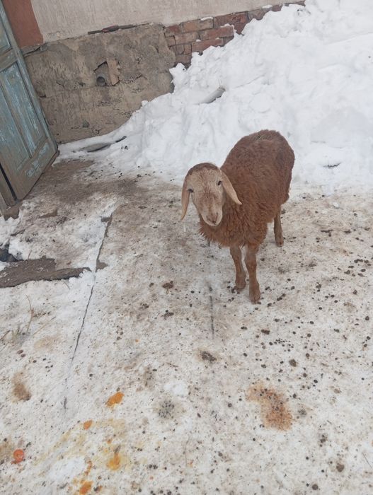 Продам ягнят тохтушки