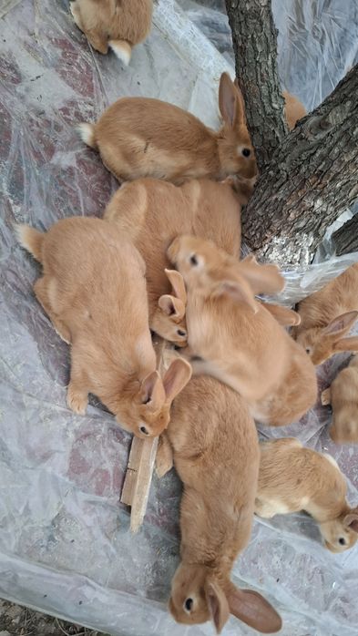 Burgund bollari sotiladi