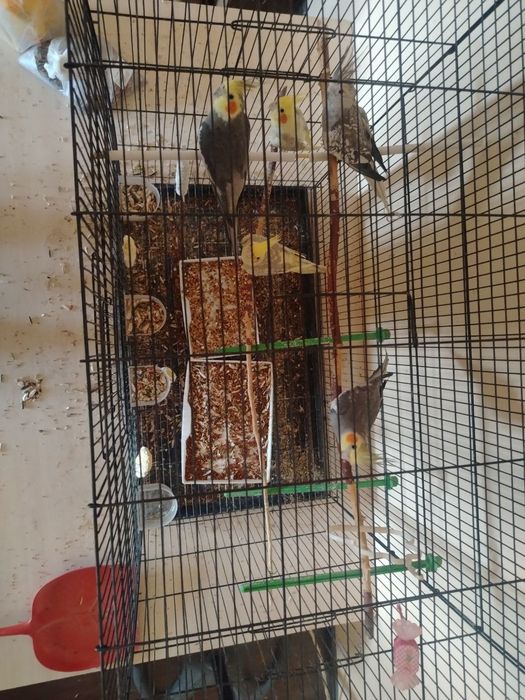 Korella (Cockatiel) to'tiqushlari qafasi bilan