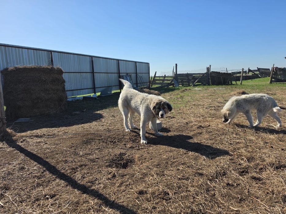 Қазақ төбеті сатылады!