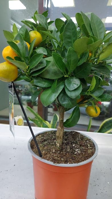 Цитрусы в горшках
