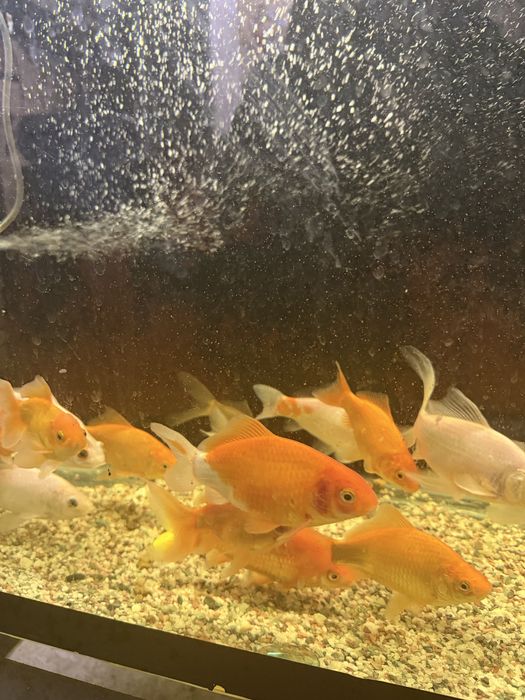 Продам рыб комет