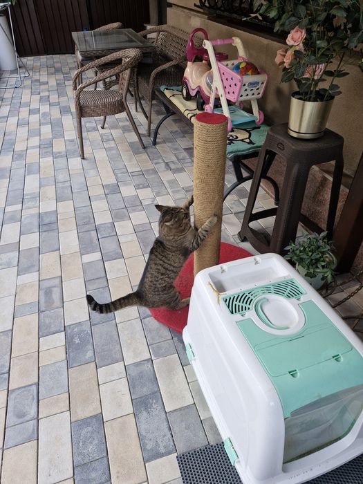 Отдам кота в добрые руки