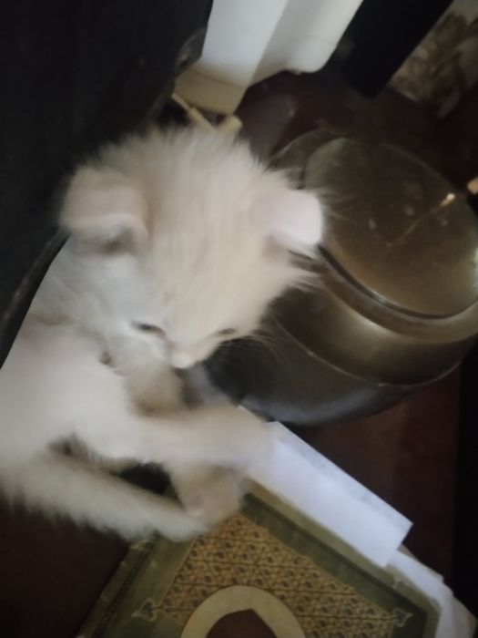 Продаются котята! Белые котята,вислоухие!