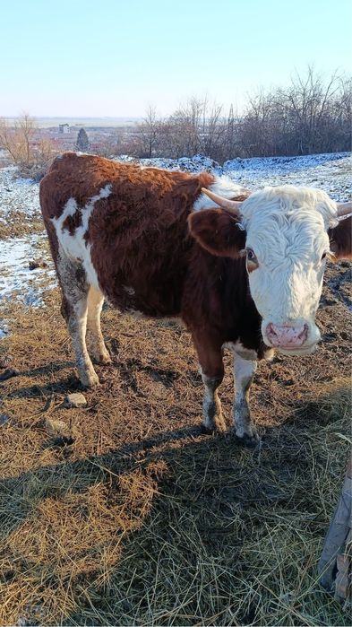 Vand Junici gestante in 6 luni