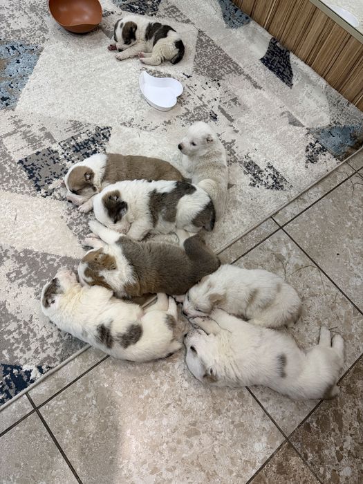 Продам щенят алабая