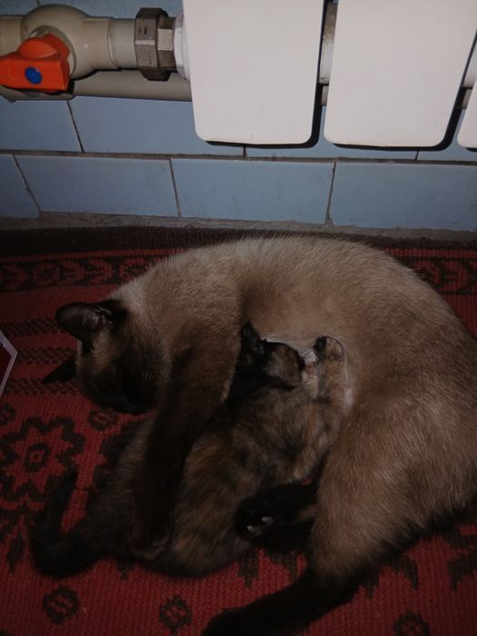 Котенок мальчик месячный