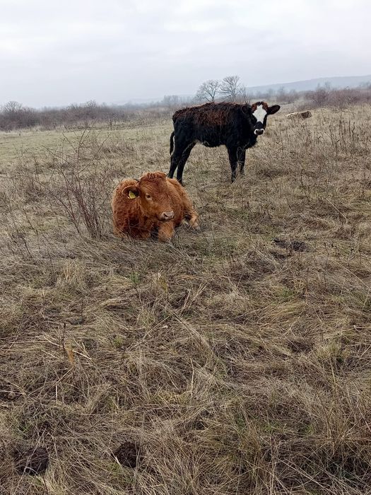 Vând vitei tineri .