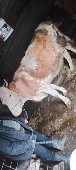 Vând Vacă Bălțată Românească Gestantă