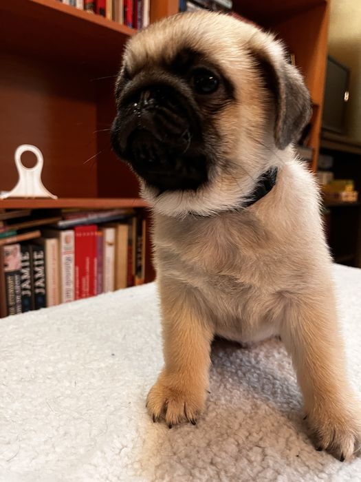 Pui pug cu pedigree FCI