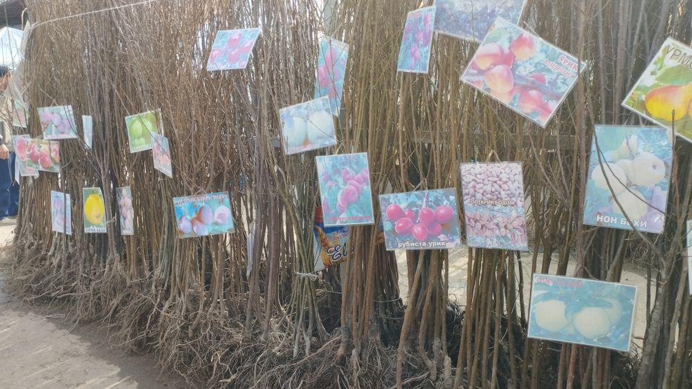 Xaxlari bor ko'chatlari bor kelshtirib beramiz