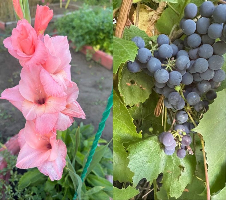 Продам Место дЛя отдыха ДАЧУ