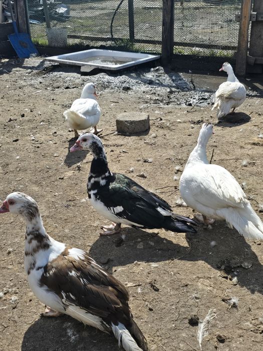 Продам! Индоутки!