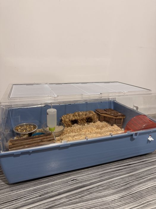 Vand Hamsteri pitici Campbell