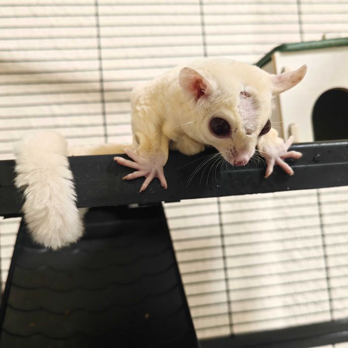 Летяща захарна катерица бяла