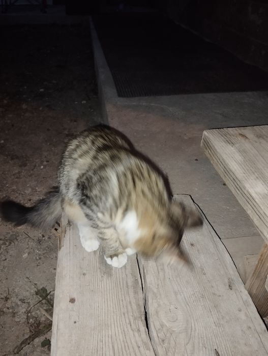 Котенка ы добрые руки