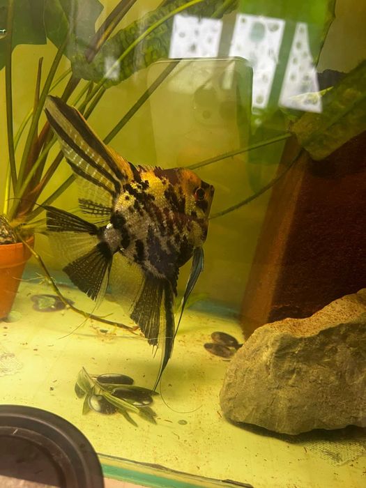 Pterophyllum scalar stadiu mascul matur