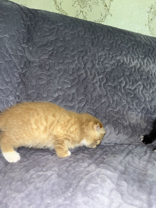 Мушукчалар скотиш фолд