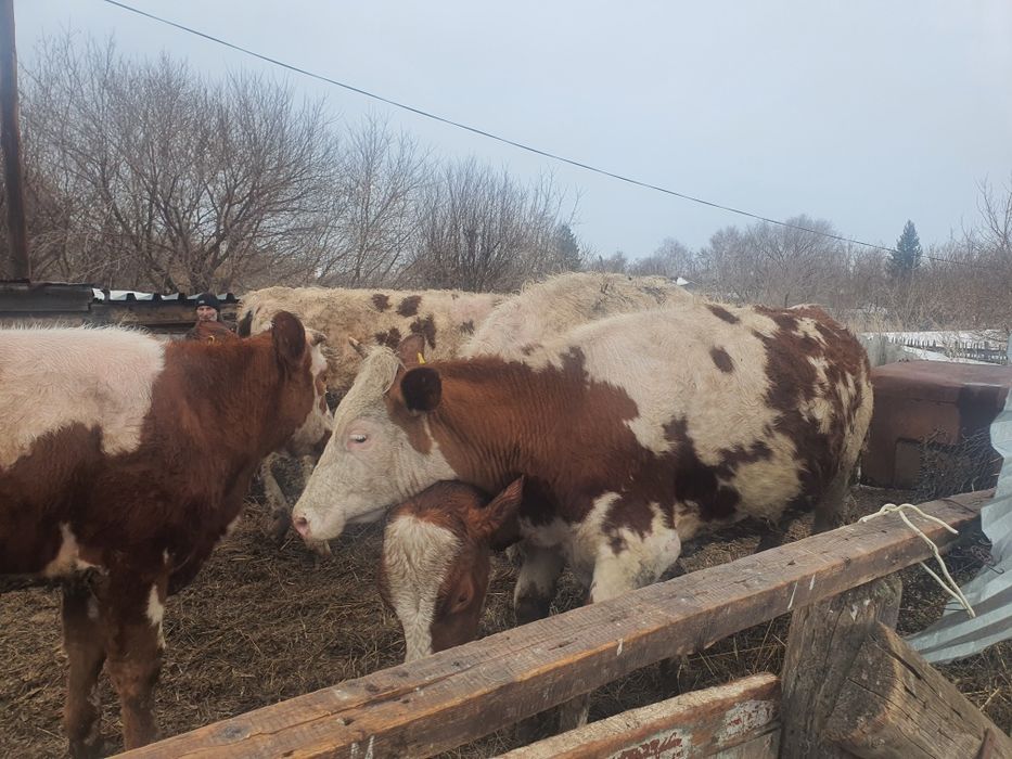 Телки Симминтала