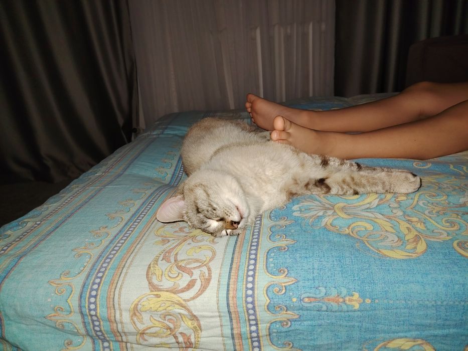 Котик ищет новый дом