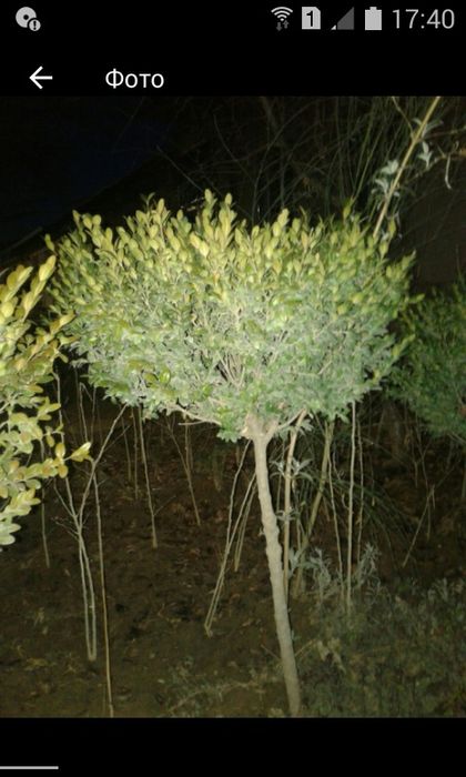 вющая.роза.. . Глициня