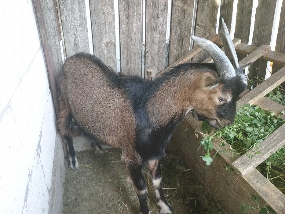 Vând țap vârstă 6 luni