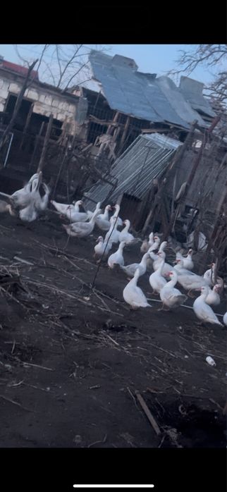 Rate mute, rate romanesti si gaste