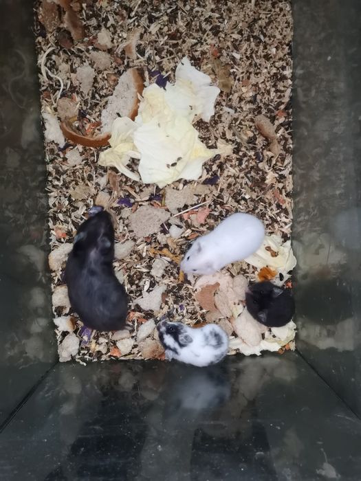 Сирийские хомяки