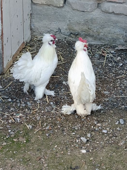 Zotdor yapon xurōzchalar sotiladi