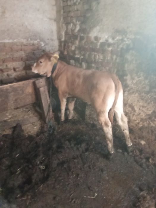 Vind vițea Angus foarte frumoasa