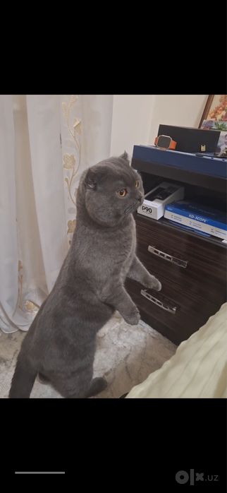 Вязка ,шотландская вислоухая кошка (Scottish Fold)