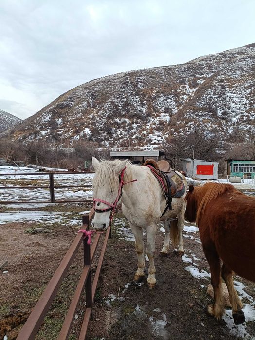 Айғыр, ат, лошадь