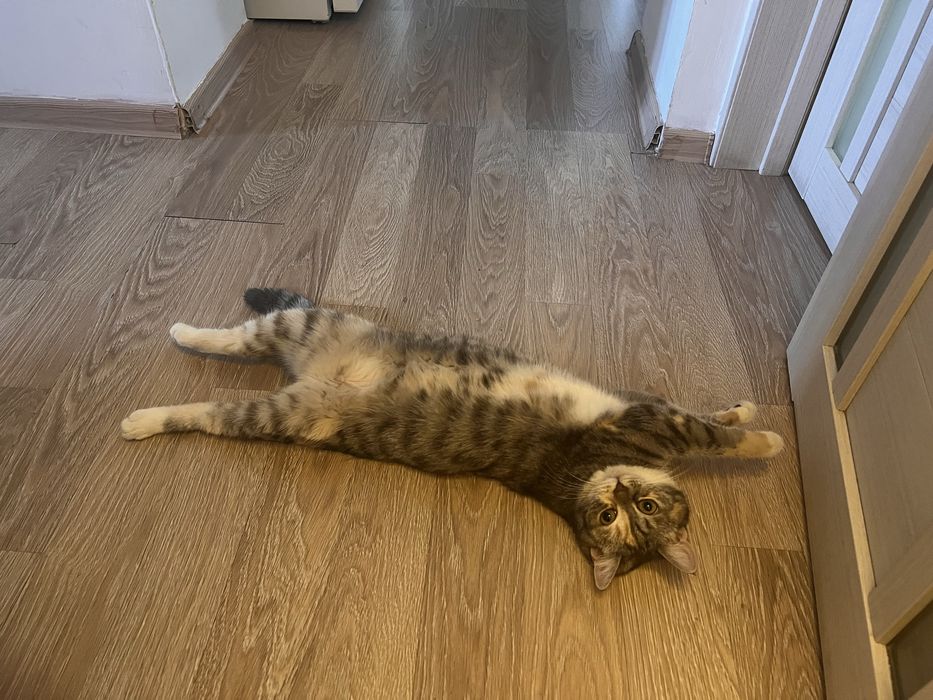 Отдам кошку в дрбрые руки