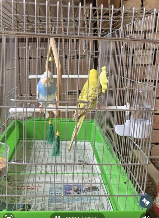 Папугай сатылады