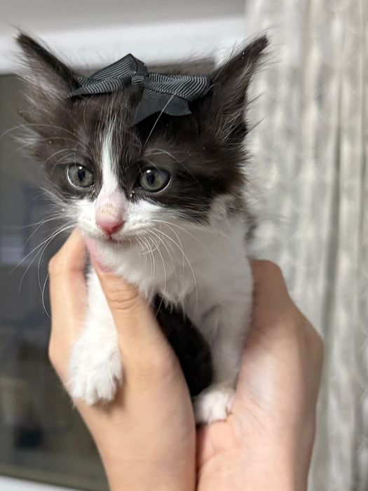 Котята в хорошие руки