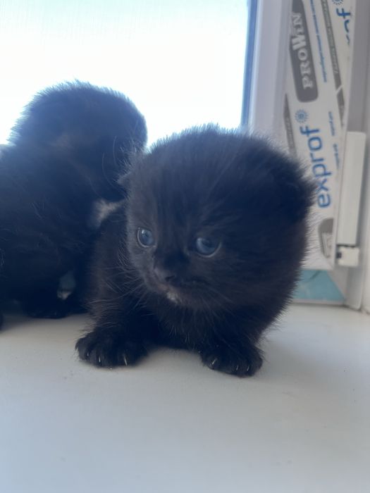 Котята на бронь осталось два мальчика